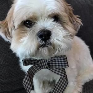 Meet your Posher, Patricia